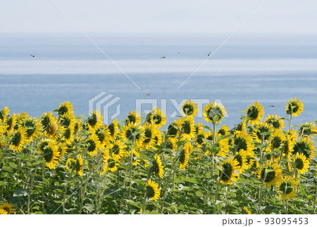 長崎鼻のひまわり 93095453