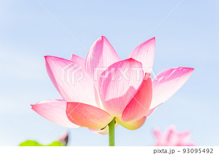 大きな蓮の花　 93095492