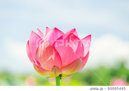 濃いピンク色の蓮の花 93095495