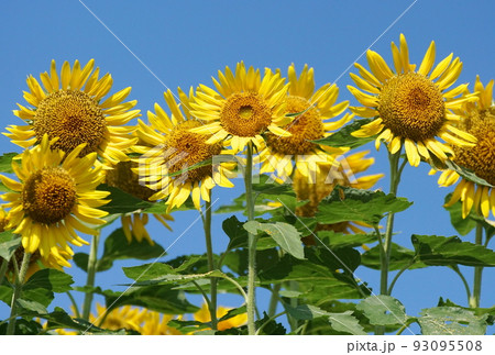 長崎鼻の向日葵 93095508