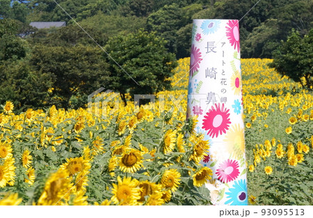 長崎鼻の向日葵 93095513