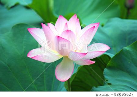 桃色の蓮の花 アップ センター 桃色の蓮の花 アップ センター 93095627