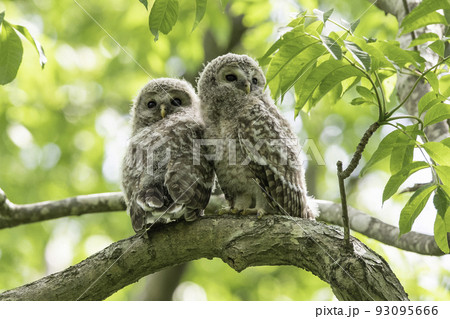 木の枝でたたずむエゾフクロウの子供 93095666