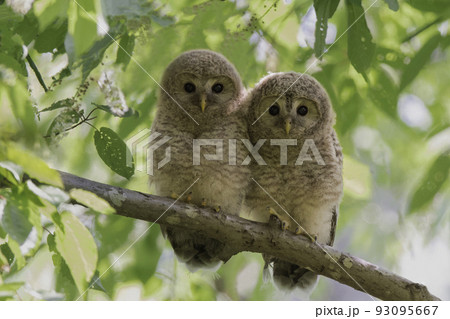 木の枝でたたずむエゾフクロウの子供 93095667