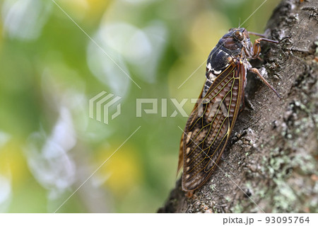 アブラゼミ 93095764