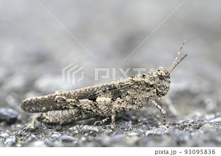 クルマバッタモドキ 93095836