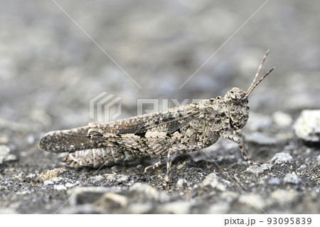 クルマバッタモドキ クルマバッタモドキ 93095839