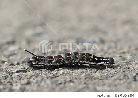 セスジスズメ（幼虫） 93095884