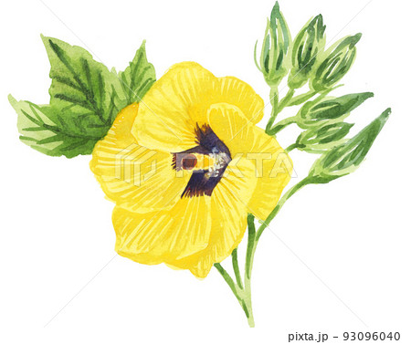 オクラの花22814pix7 オクラの花22814pix7 93096040