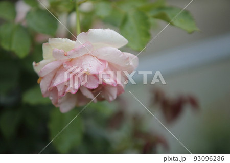 ガーデニング　バラの花、 93096286