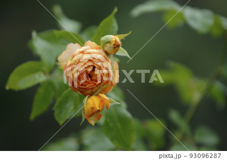 ガーデニング　バラの花、 93096287