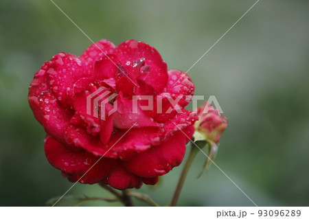 ガーデニング バラの花、 ガーデニング バラの花、 93096289