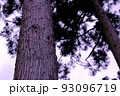 木の幹 93096719
