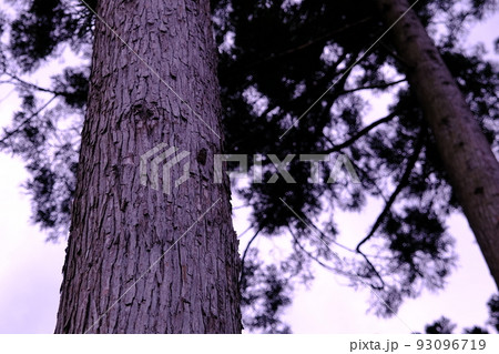 木の幹 93096719
