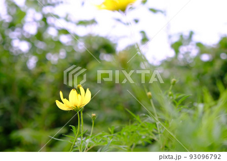 可愛い花 可愛い花 93096792