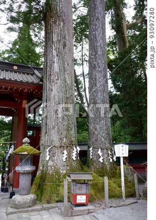 栃木県　日光二荒山神社の親子杉 93097280