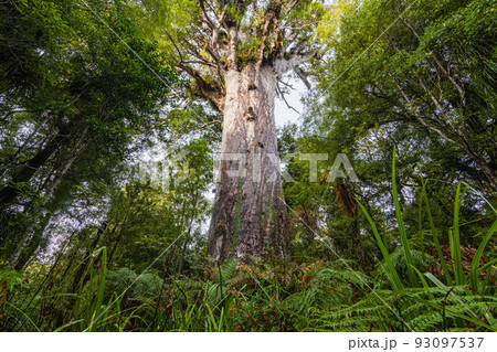 ニュージーランド　ワイポウア・カウリ森林保護区にあるカウリ最大のタネ・マフタ 93097537