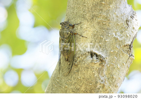 真夏に鳴くクマゼミ 93098020
