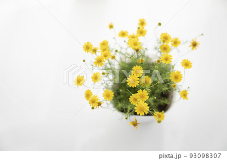 窓辺のダールベルグデージー 窓辺のダールベルグデージー 93098307