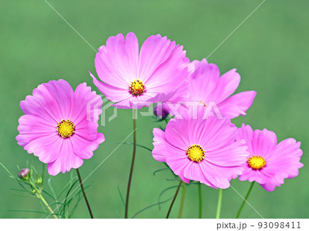 コスモス畑のピンクのコスモスの花のアップ 93098411