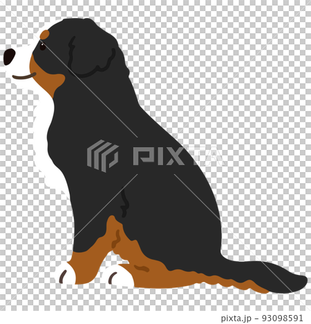 一隻簡單可愛的伯恩山犬側身坐著的插圖沒有主線 93098591