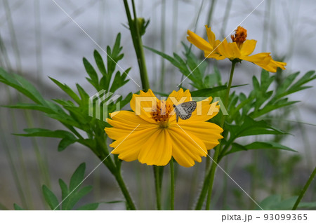 【京都】鴨川とその周辺の生き物たち、高野川亀石 93099365