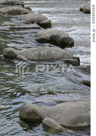 【京都】鴨川とその周辺の生き物たち、高野川亀石 93099369