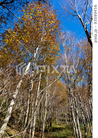 色とりどりに紅葉した森・白山国立公園の蛇谷自然観察路 93099456