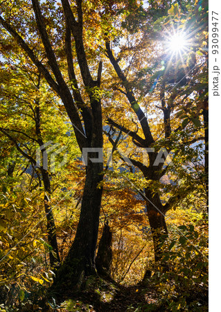 色とりどりに紅葉した森・白山国立公園の蛇谷自然観察路 色とりどりに紅葉した森・白山国立公園の蛇谷自然観察路 93099477