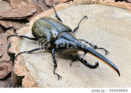 ヘラクレスオオカブト　オス　165mm 93099660