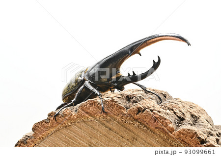 ヘラクレスオオカブト　オス　165mm 93099661