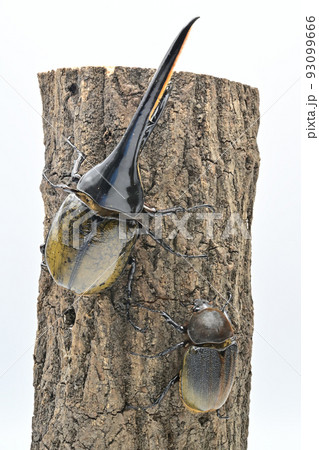 ヘラクレスオオカブト　オス　165mm 93099666