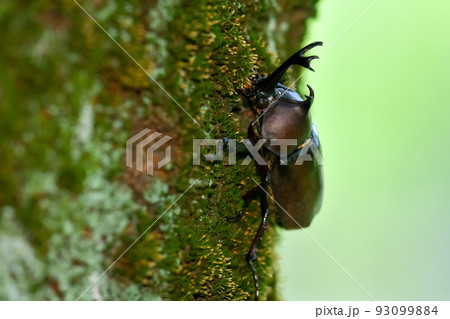 カブトムシ 93099884