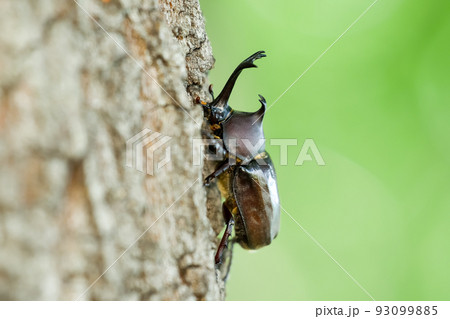 カブトムシ 93099885