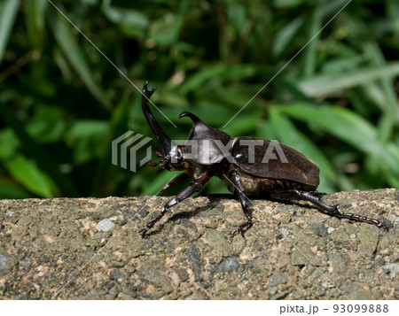 カブトムシ 93099888