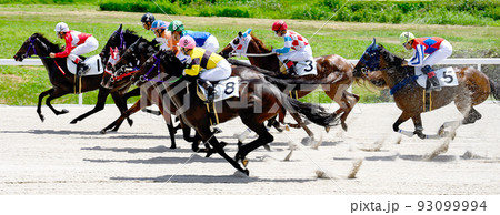 競馬場の競走馬、サラブレッド、が晴れた空の下で疾走する 競馬場の競走馬、サラブレッド、が晴れた空の下で疾走する 93099994