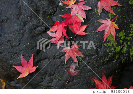 庭園の庭石に散り落ちた紅葉したもみじの落ち葉のイメージ ～3:2 