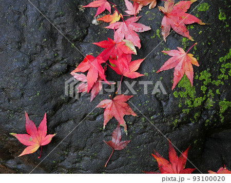 庭園の庭石に散り落ちた紅葉したもみじの落ち葉のイメージの写真素材 [93100020] - PIXTA