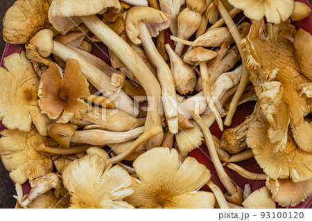 Top view of natural termite mushroom in red plastic tray. Top view of natural termite mushroom in red plastic tray. 93100120