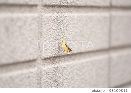 アカセセリの成虫 93100311