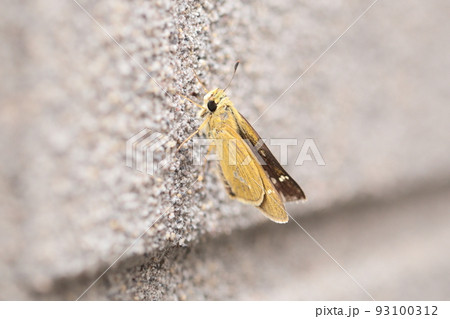 アカセセリの成虫 93100312