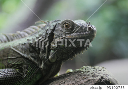 close up of Spiny Lizard Looks Around  93100783