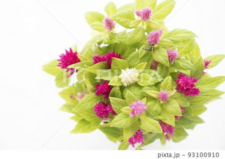 上から見た窓辺のケイトウ 93100910