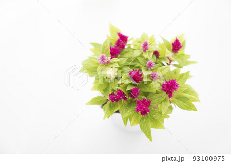 上から見た窓辺のケイトウ 93100975