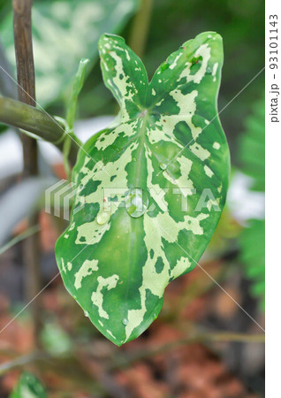 Colocasia Hilo Beauty or caladium ,Colocasia bicolor and rain drop 93101143