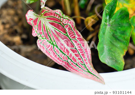 Caladium ,Caladium ThaiBeauty or Dieffenbachia seguine or Caladium bicolor or Araceae or Caladium Thai Beauty 93101144