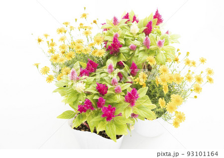 窓辺のダールベルグデージーとケイトウ 93101164