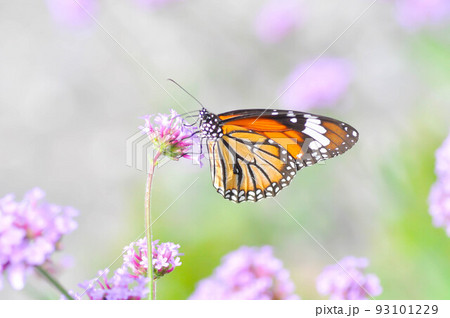 butterfly and Verbena bonariensis flower, Verbena x hybrida Groenl and Ruempler or Vervenaceae or Common Garden Verbena butterfly and Verbena bonariensis flower, Verbena x hybrida Groenl and Ruempler or Vervenaceae or Common Garden Verbena 93101229