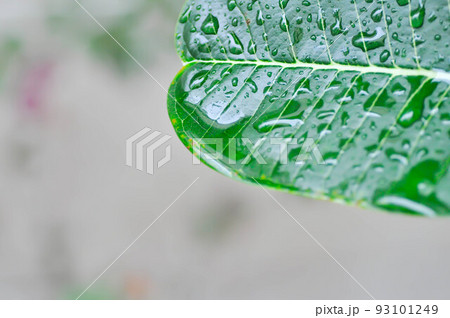 pagoda tree, Plumeria  spp or Frangipani or Temple tree or rain drop on the leaf or Plumeria 93101249