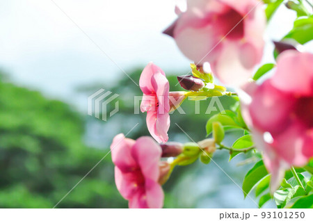 Allamanda blanchetii, Purple Allamanda or violet allamanda or Allamanda violacea 93101250